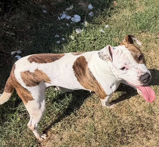 A young medium-sized female Hound dog named Fiona for adoption in Carrollton, GA