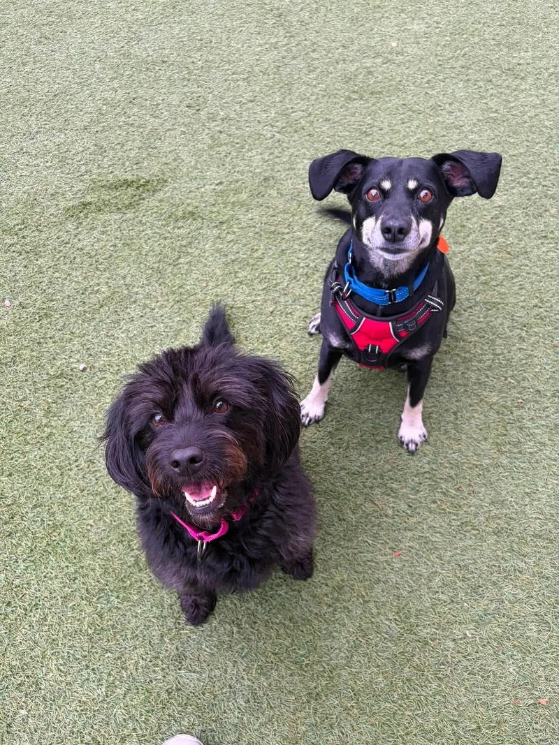 Poppy & Jake