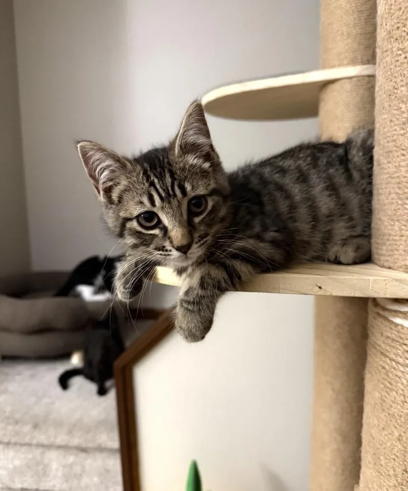 Bunsen at Elyria Petco