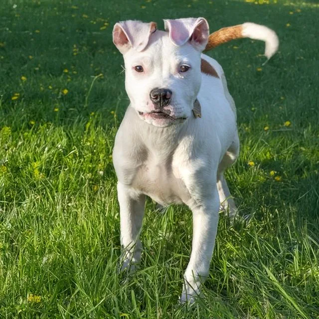 Kiba