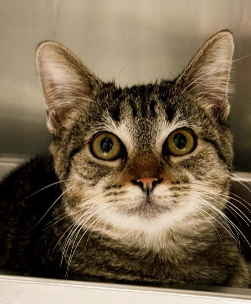 A young small-sized female Domestic Short Hair cat named Birdie for adoption in Effingham, IL