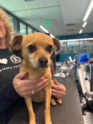 An adult small-sized female Chihuahua dog named Cinthia Pimentel for adoption in San Martin, CA