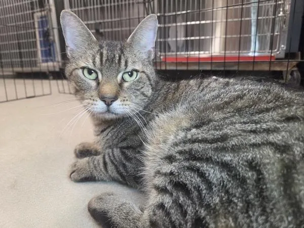 An adult medium-sized male Domestic Short Hair cat named Dori for adoption in Millersville, MD