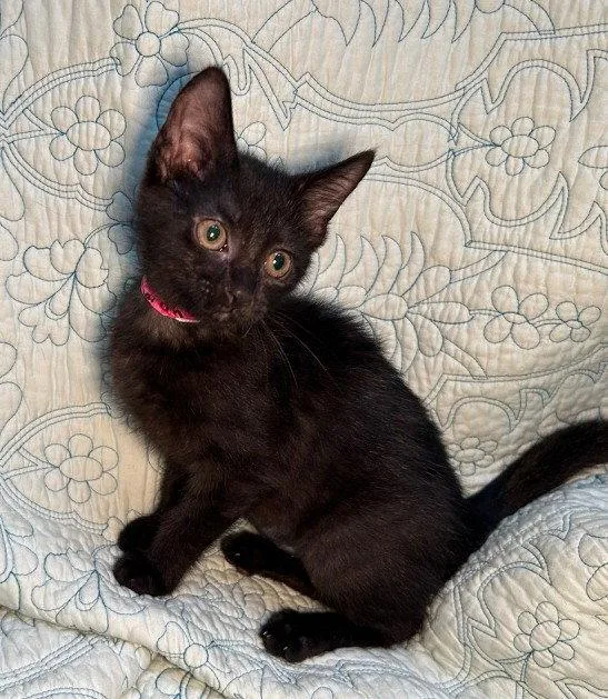 A baby medium-sized female Black Domestic Short Hair cat named Darlin for adoption in Wetumpka, AL