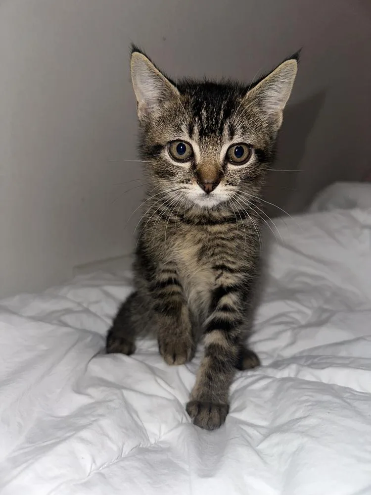 A baby small-sized female Domestic Medium Hair cat named Cardi B for adoption in Dallas, TX