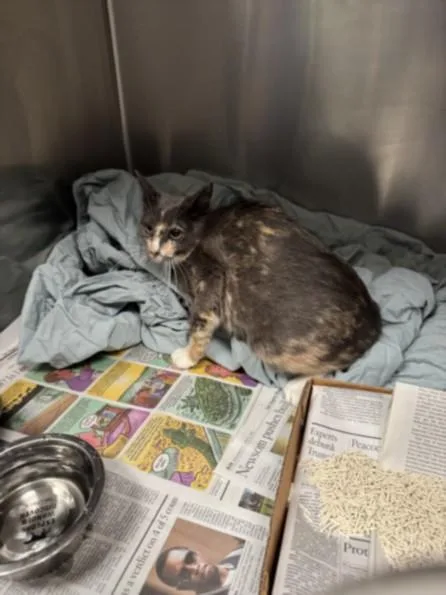 A young medium-sized female Domestic Short Hair cat named Pastrami for adoption in Los Angeles, CA