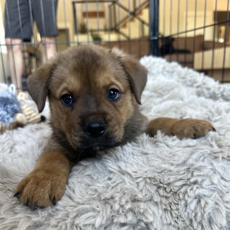 A baby large-sized male Brown / Chocolate Rottweiler dog named Koda for adoption in Phoenix, AZ