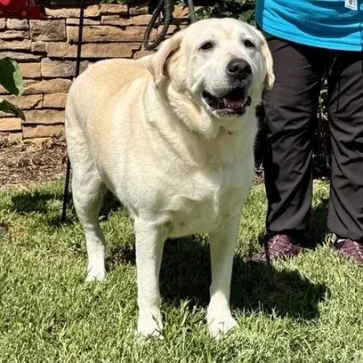 A senior extra large-sized male Yellow / Tan / Blond / Fawn Labrador Retriever dog named Mackey for adoption in Prince Frederick, MD
