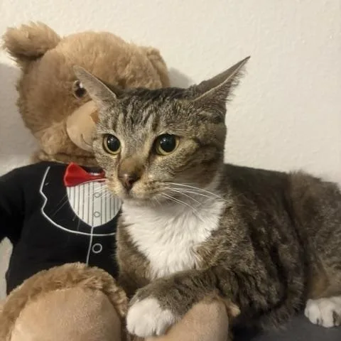 A young medium-sized female Gray & White Domestic Short Hair cat named Safari for adoption in Las Vegas, NV