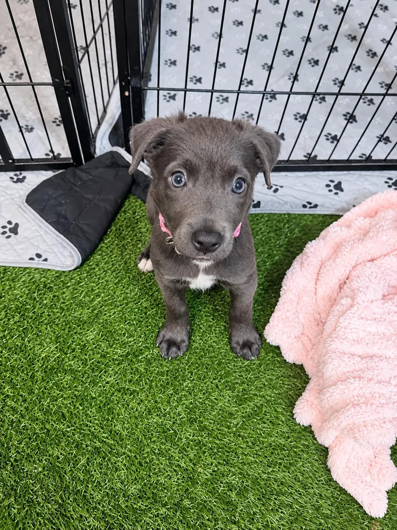 A baby medium-sized female Labrador Retriever dog named Martina McBride for adoption in Lutz, FL