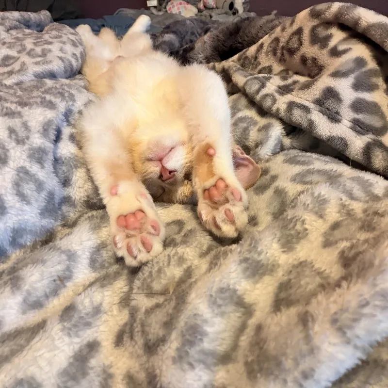 Sky Line thumbnail 3