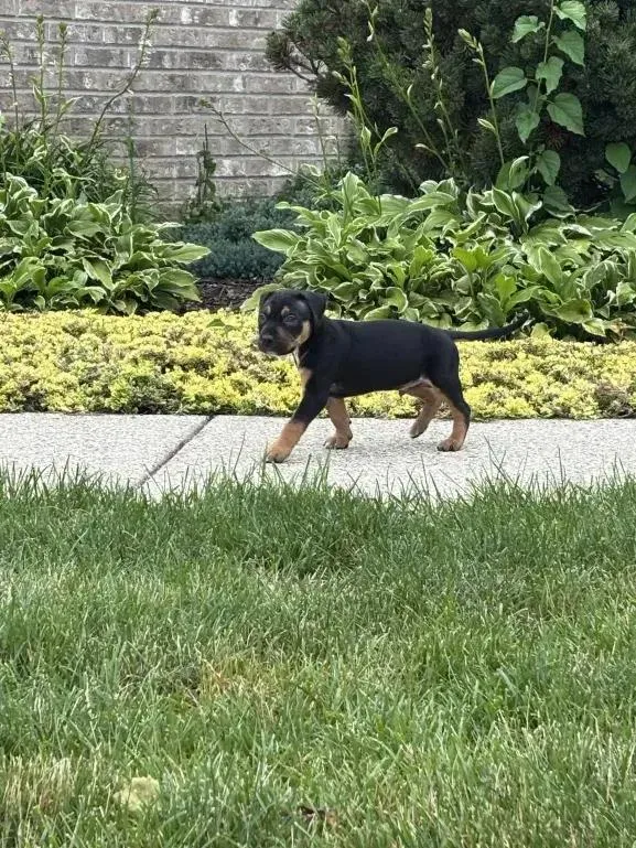 A baby small-sized male Mixed Breed dog named Carbon for adoption in Grand Rapids, MI