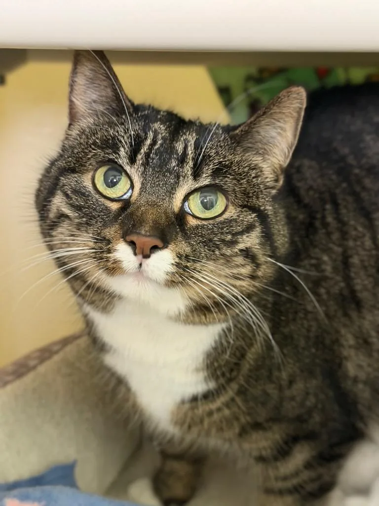 An adult medium-sized female Domestic Short Hair cat named Patience for adoption in Menomonie, WI