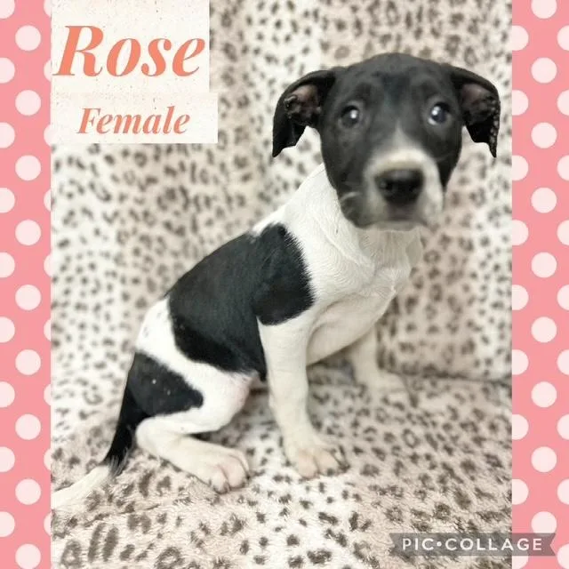 A baby medium-sized female Mountain Cur dog named Rose for adoption in Manchester, CT