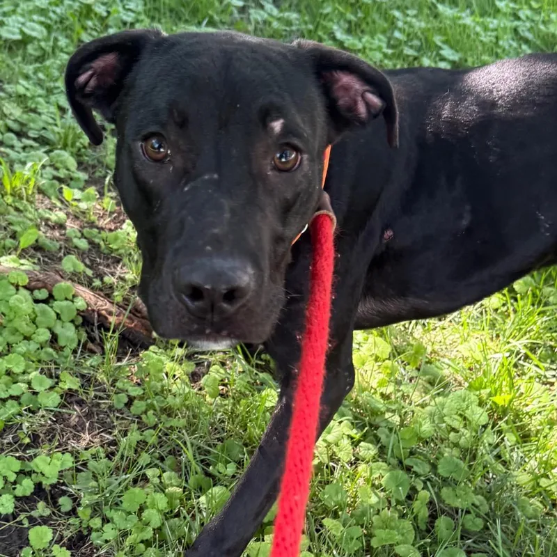 A young medium-sized male Black Mixed Breed dog named Nautilus for adoption in St. Peters, MO