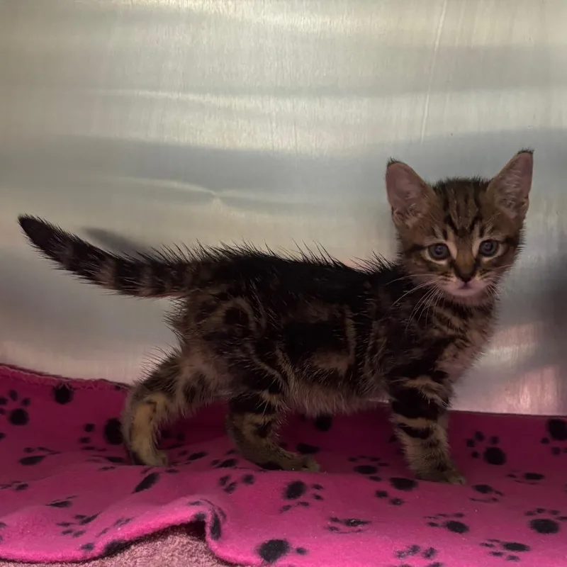 A baby small-sized female Brown / Chocolate Domestic Short Hair cat named Cove for adoption in Long Beach, CA