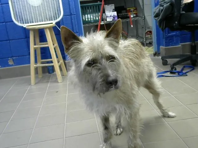 An adult medium-sized female Border Terrier dog named Autumn for adoption in Albuquerque, NM
