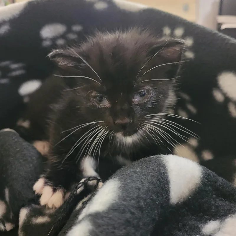 A baby small-sized female Black Domestic Short Hair cat named Mittens for adoption in Lake Panasoffkee, FL