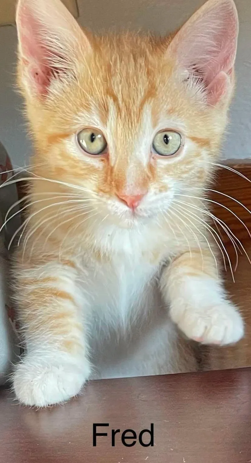 Fred
