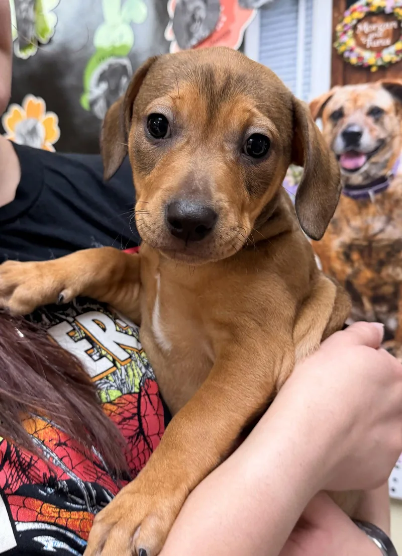 A young medium-sized female American Bulldog dog named Honey Butter for adoption in Sanford, NC