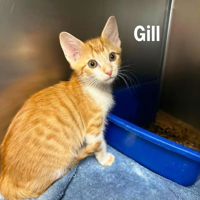 Gill