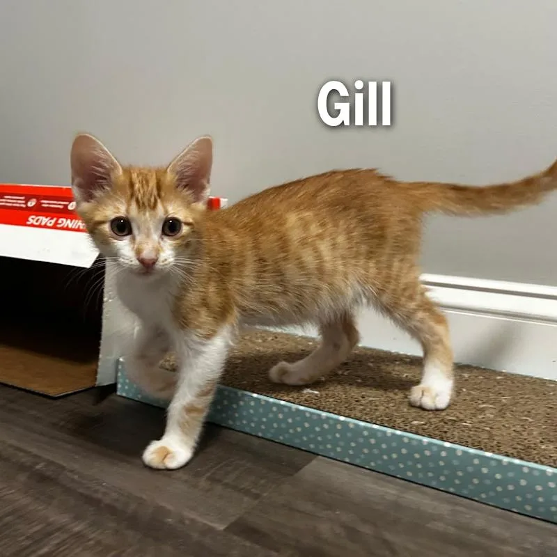 Gill thumbnail 2