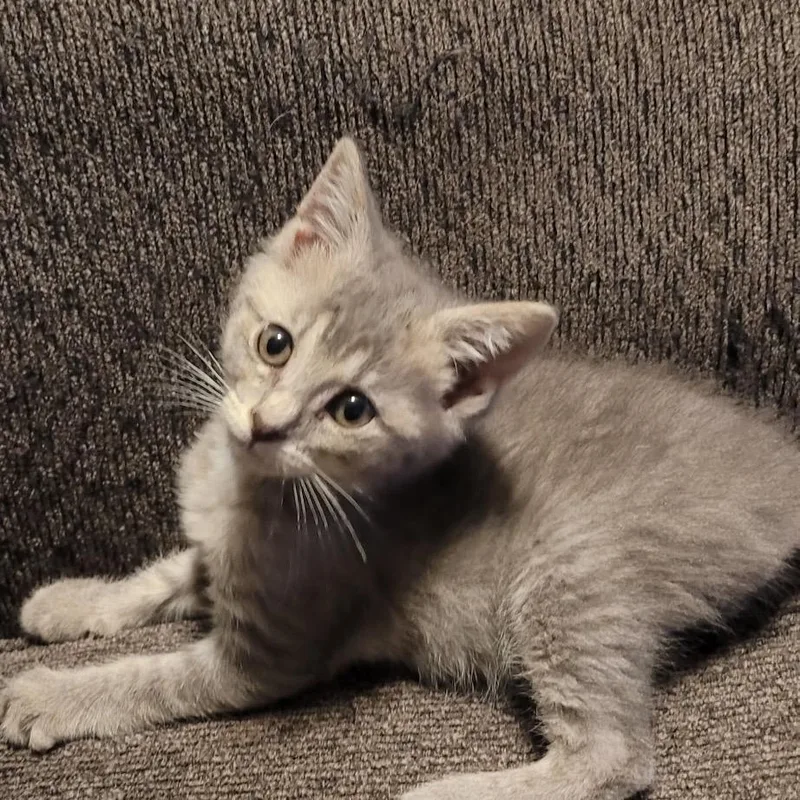 A baby medium-sized female Tabby (Gray / Blue / Silver) Domestic Short Hair cat named Stormi for adoption in Muncie, IN