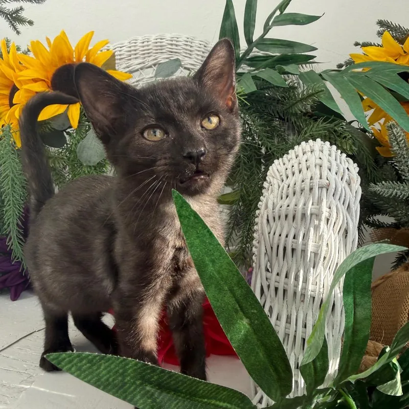 A baby small-sized male Black Domestic Short Hair cat named Riz Hope for adoption in Eaton Rapids, MI