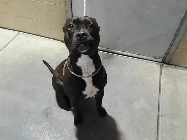 A young medium-sized male Pit Bull Terrier dog named Collin for adoption in Downey, CA