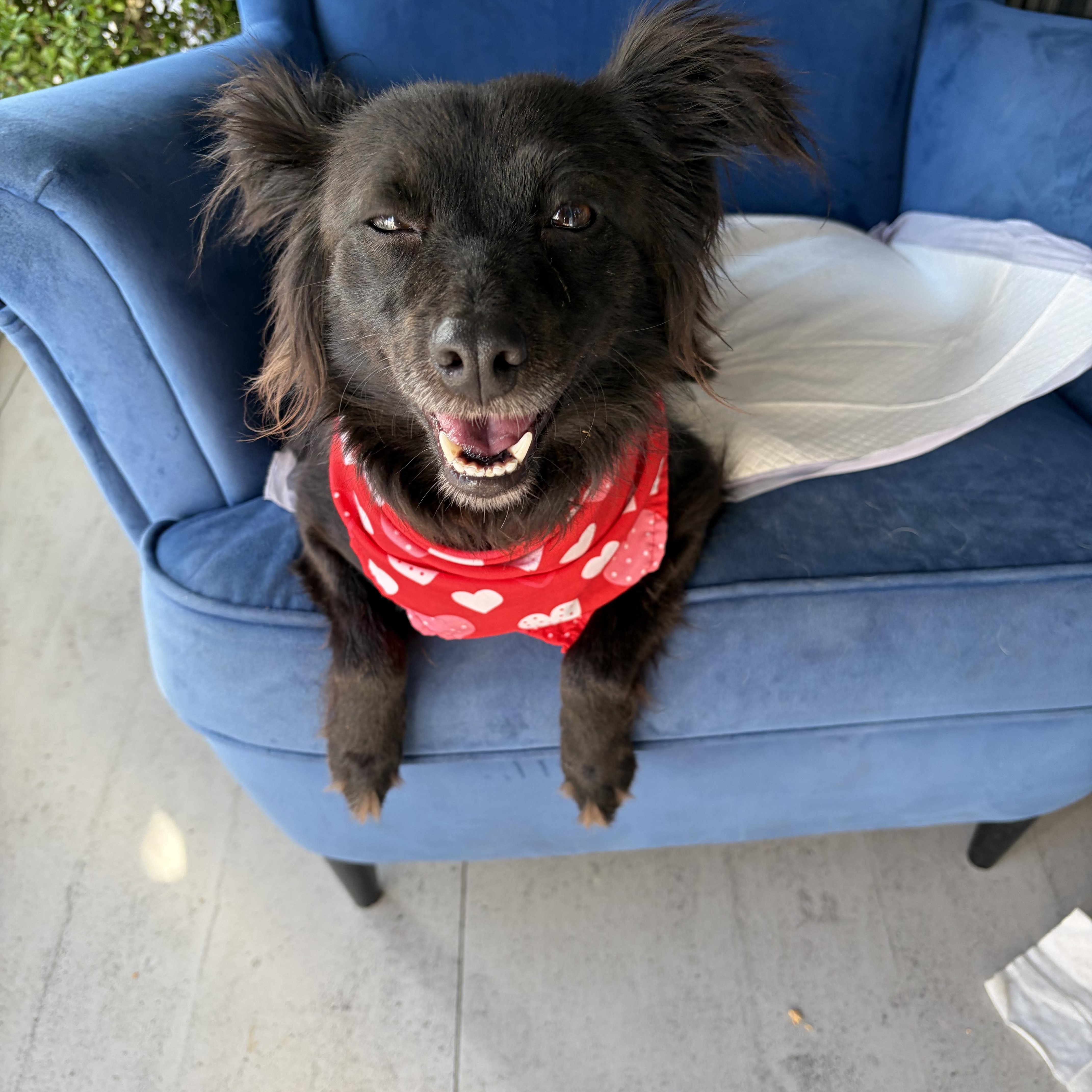 A young small-sized female Black Akita dog named Willow for adoption in Poway, CA