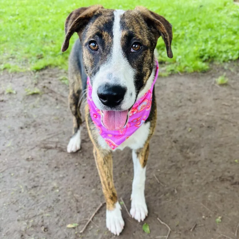 A young medium-sized female Brindle Mixed Breed dog named Princess for adoption in Bastrop, TX