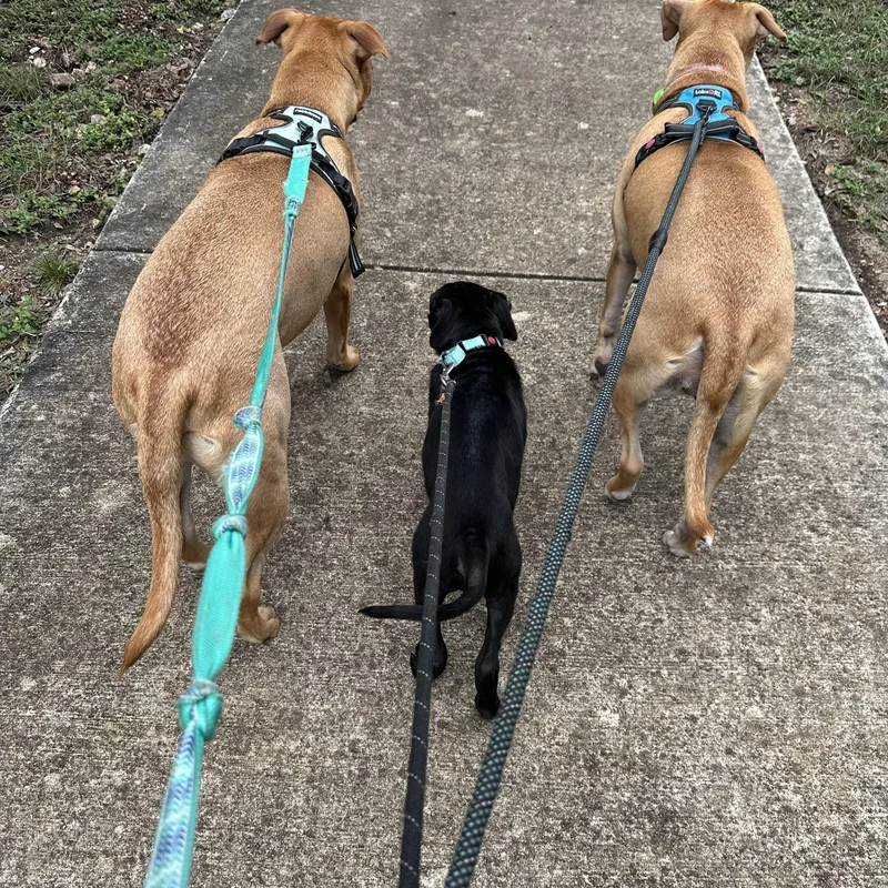 A baby medium-sized male Labrador Retriever dog named Ralphy for adoption in Helotes , TX