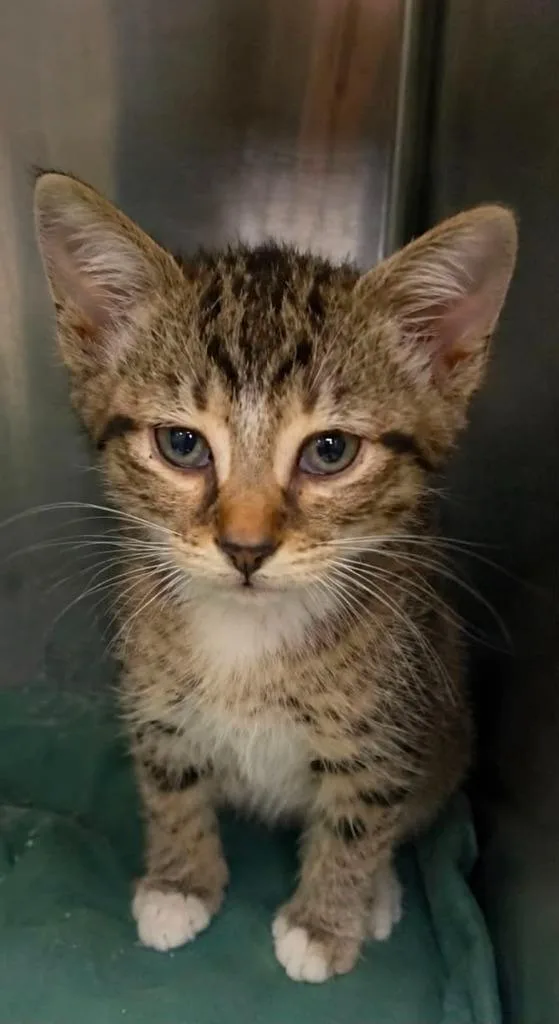 A baby small-sized male Domestic Short Hair cat named Tarzan for adoption in Columbia, TN