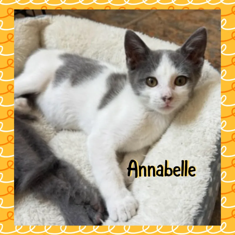 A baby medium-sized female Gray & White Domestic Short Hair cat named Anabelle for adoption in Red Lodge, MT