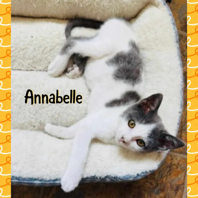 Anabelle thumbnail 2