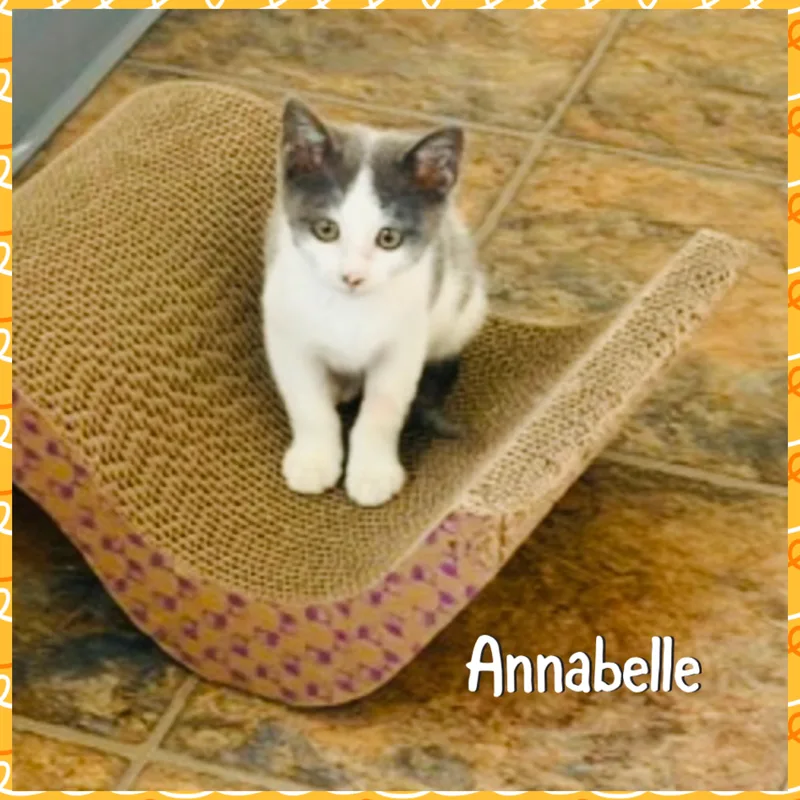 Anabelle thumbnail 4
