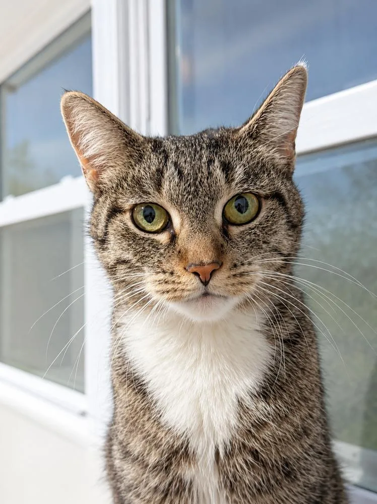 A young medium-sized female Brown / Chocolate Domestic Short Hair cat named Pinata for adoption in Homer Glen, IL
