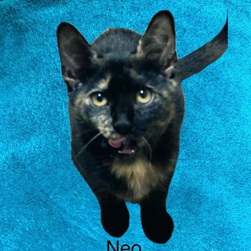 A baby small-sized female Black Domestic Short Hair cat named Neo for adoption in Santa Fe, TX
