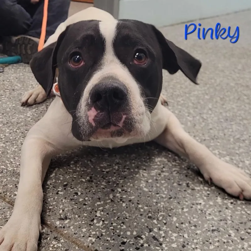 A young medium-sized male White / Cream Pit Bull Terrier dog named Pinky for adoption in Parkersburg, WV