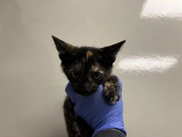 A baby small-sized female Domestic Short Hair cat named Jane for adoption in Ontario, CA