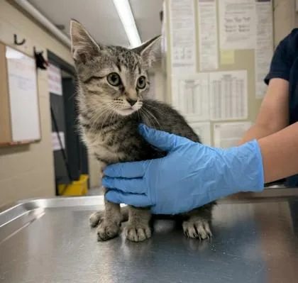 A baby small-sized male Domestic Short Hair cat named Thunder for adoption in Hamilton, NJ