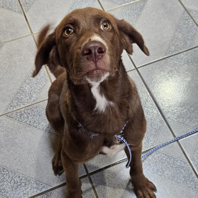 A young large-sized male Brown / Chocolate Chocolate Labrador Retriever dog named Droopy for adoption in Normal, IL