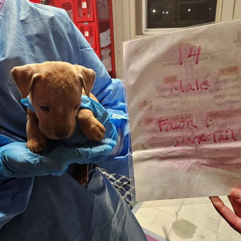A baby small-sized male American Staffordshire Terrier dog named Porky for adoption in Jasper, IN