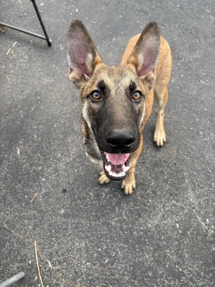 A baby small-sized male Tricolor (Brown, Black, & White) Belgian Shepherd / Malinois dog named Falcon Located in for adoption in Imlay City, MI