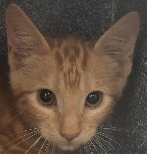 A baby medium-sized male Domestic Short Hair cat named Newman for adoption in Brenham, TX