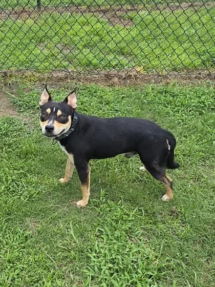 A young medium-sized male Terrier dog named Mr. Pibb for adoption in Conway, SC