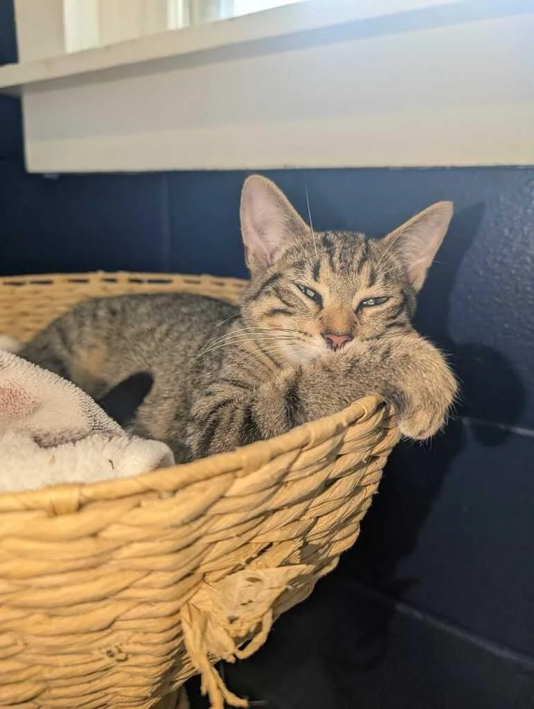 A baby medium-sized female Domestic Short Hair cat named Baroque for adoption in Athens, AL
