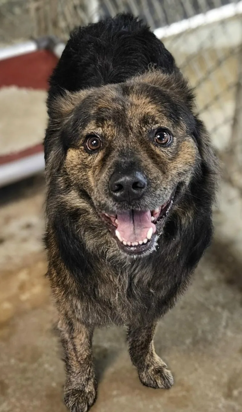 An adult large-sized male Bicolor Dutch Shepherd dog named Rover Hold for adoption in Canton, OH