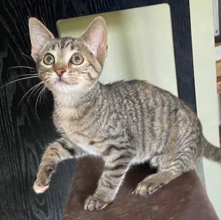 A baby medium-sized female Domestic Short Hair cat named Coconut for adoption in Shawnee, KS