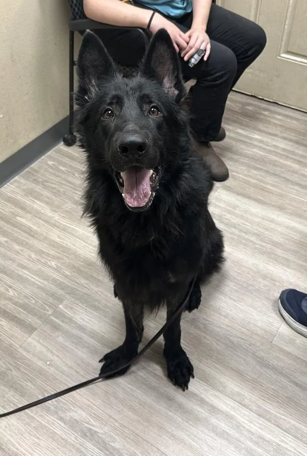 An adult large-sized male Shepherd dog named Oscar Ozzy for adoption in Oceanside, CA